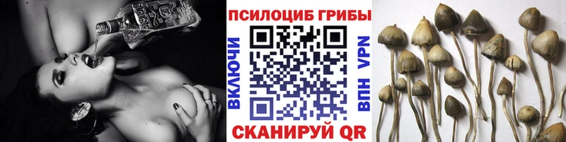 Галлюциногенные грибы Psilocybe  kraken ССЫЛКА  Долинск 